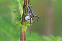 Nursery web spider (Pisaura mirabilis) female with egg sac, Peerdsbos, Brasschaat, Belgium. July