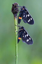 Nine-spotted moth (Syntomis phegea) two covered in dew, Peerdsbos, Brasschaat, Belgium. June