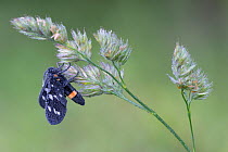 Nine-spotted moth (Syntomis phegea) on grass flower head, Peerdsbos, Brasschaat, Belgium. June
