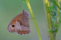 Meadow brown butterfly (Maniola jurtina) Peerdsbos, Brasschaat, Belgium. July