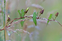Hedge bindweed (Calystegia sepium), Peerdsbos, Brasschaat, Belgium. July