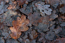 Oak leaves (Quercus robur), Peerdsbos, Brasschaat, Belgium. December