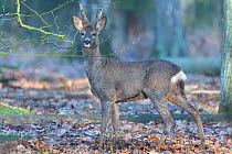 Roe Deer (Capreolus capreolus) male in winter coat and antlers, still covered with thin layer of velvet-like fur, Brasschaat, Belgium.. March
