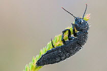 Rove beetle (Staphylinus caesarius), Brasschaat, Belgium. July