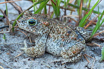 Natterjack toad (Bufo calamita), Klein Schietveld, Brasschaat, Belgium. July