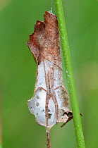 Spider (Tibellus oblongus) female on egg sac, Klein Schietveld, Brasschaat, Belgium. July