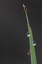Money spiders (Linyphiidae) on plant stem with water drops, Klein Schietveld, Brasschaat, Belgium. April
