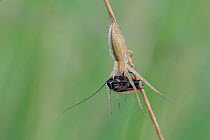 Spider (Tibellus oblongus), Groot Schietveld, Belgium. June