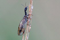 Snakefly (Phaeostigma notata) Groot Schietveld, Belgium. May