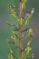Eggleaf twayblade (Listera ovata), Klein Schietveld, Brasschaat, belgium. May