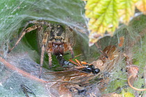 Labyrinth spider (Agelena labyrinthica) in web with prey, Brasschaat, Belgium. July