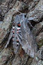 Convolvulus hawk-moth (Agrius convolvuli) resting on tree trunk, Brasschaat, Belgium. August