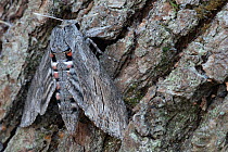 Convolvulus hawk-moth (Agrius convolvuli) resting on tree trunk, Brasschaat, Belgium. August