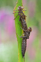 Southern hawker dragonfly (Aeshna cyanea) nymph shedding exoskeleton, Brasschaat, Belgium. July