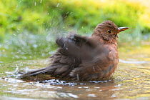 Blackbird (Turdus merula) female bathing, Brasschaat, Belgium. April