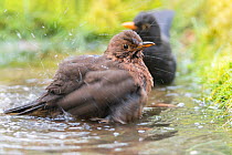 Blackbird (Turdus merula) male and female bathing, Brasschaat, Belgium. April