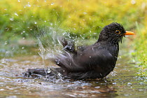 Blackbird (Turdus merula) male bathing, Brasschaat, Belgium. April