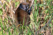 Lac Alaotra bamboo lemur (Hapalemur alaotrensis), Lake Alaotra, Madagascar, Criticaly endangerd species.