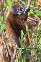 Lac Alaotra bamboo lemur (Hapalemur alaotrensis), Lake Alaotra, Madagascar, Criticaly endangerd species.