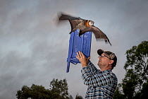 Grey-headed flying-fox (Pteropus poliocephalus) released back into his Melbourne colony by wildlife carer Francois Malherbe. The bat was rescued several months earlier, found hanging low in a fruit tr...