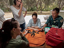 Wildlife rescuers and Parks Victoria officer, Stephen Brend (top right) examine the remains of a dead Grey-headed Flying-foxes (Pteropus poliocephalus) that was recovered in the field during a heat st...