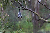 Grey-headed flying-fox (Pteropus poliocephalus) hanging from a Eucalyptus tree using its wings to keep warm and protect its self from the rain. Yarra Bend Park, Kew, Victoria, Australia.