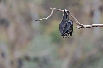 Grey-headed flying-fox (Pteropus poliocephalus) hanging from a branch with her young under her wings at a colony next to the Yarra River, Yarra Bend Park, Kew, Victoria, Australia.