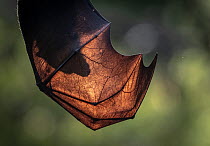 Silhouette of the head of a Grey-headed flying-fox (Pteropus poliocephalus) through its wings. On hot days when resting in trees, flying-foxes will spread their highly vascular wings, thereby allowing...