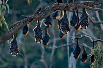 Grey-headed flying-foxes (Pteropus poliocephalus) at a colony hang together at sunset on a branch over the Yarra Bend Park, Kew, Victoria, Australia.