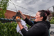 Wildlife rescuer and head of Fly-by-Night Bat Clinic, Tamsyn Hogarth, attempting to cut down a Grey-headed Flying-fox (Pteropus poliocephalus), that had become entangled in barbed-wire fencing in an o...