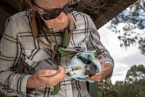 Wildlife bat rescuers Megan Davidson gives a rescued Grey-headed Flying-fox (Pteropus poliocephalus) oral liquids to try and rehydrate it. This was one of many bats rescued at the Melbourne colony dur...
