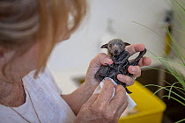 Grey-headed Flying-fox (Pteropus poliocephalus) very young male 'Dinky', cleaned by wildlife carer Bev Brown. This bat was found born two weeks premature with umbilical cord still attached. Black Rock...