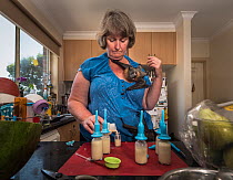 Wildlife carer Julie Malherbe prepares bottles for orphan Grey-headed Flying-foxes (Pteropus poliocephalus) under her care. They have been orphaned after their mums were killed by power lines or were...