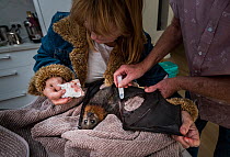 Wildlife bat rescuers, Dr Paul Smith and Beverly Brown, treat a Grey-headed Flying-fox (Pteropus poliocephalus) in their home, whose wind had been torn after being caught in barbed-wire.  Black Rock,...