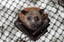 Portrait of a rescued and rehabilitated Grey-headed Flying-foxes (Pteropus poliocephalus) that have just been transported to a 'soft-release' enclosure. Hanging from the roof of its home and...