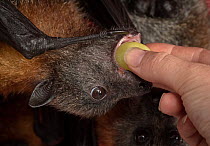 Rescuer feeding Grey-headed flying-foxes (Pteropus poliocephalus) at the Fly-By-Night Bat Clinic, Olinda, Victoria, Australia. February, 2019