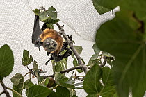 Grey-headed flying-foxes (Pteropus poliocephalus) hanging caught under back yard fruit tree netting. This is wildlife friendly netting so he was released without injury.Victoria, Australia. March.