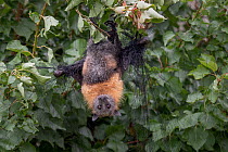 Grey-headed Flying-fox (Pteropus poliocephalus)  hanging entangled in urban fruit-tree netting. Despite being rescued, the netting had cut the circulation to its wings for too long and so the bat had...