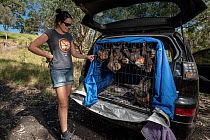 Rescued and rehabilitated Grey-headed flying-foxes (Pteropus poliocephalus) that have been transported from their rehabilitation facility await to be to taken out of the car transferred to there &apos...