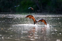 A Grey-headed Flying-fox (Pteropus poliocephalus) in flight just after having taken a flying high speed belly-dip into the Yarra river at the end of a very hot day. They do this to wet their fur which...