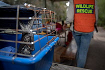 Rescued Grey-headed flying-fox (Pteropus poliocephalus) recovers in a cage in the shade, having been rescued a few minute earlier by wildlife carers during a heat stress event day at the Melbourne col...