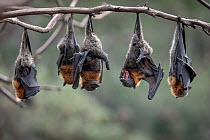 Grey-headed Flying-foxes (Pteropus poliocephalus) at a colony hang together on a branch over the Yarra River (Melbourne). These bats form part of a colony that was established here in early 2000'...