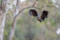 Grey-headed flying-fox (Pteropus poliocephalus) male flying and dripping water off his body, have just belly-dipped into the water to cool off and get a drink. Yarra Bend Park, Kew, Victoria, Australi...