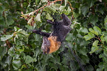 Grey-headed Flying-fox (Pteropus poliocephalus)  hangs entangled in urban fruit-tree netting. Despite being rescued, the netting had cut the circulation to its wings for too long and so the bat had to...