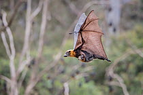 Grey-headed flying foxes (Pteropus poliocephalus) female carrying her pup whilst in flight, Yarra Bend Park, Kew, Victoria, Australia. December.