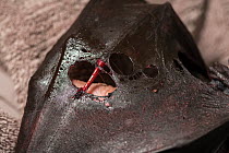 Damaged wing of Grey-headed Flying-fox (Pteropus poliocephalus) - the result of being caught in barbed-wire that surrounded a school. This bat had to be euthanised. Albert Park, Victoria, Australia. M...