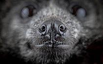 Close up of the nose of a rescued Grey-headed Flying-fox (Pteropus poliocephalus). Gardenvale, Victoria, Australia. Cropped.