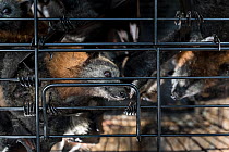Cage of rescued and rehabilitated Grey-headed flying-foxes (Pteropus poliocephalus)  transported from a rehabilitation facility to a soft-release enclosure within the Yarra Bend Park colony, Fairfield...