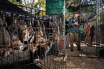 Grey-headed flying-foxes (Pteropus poliocephalus)  rescued bats waiting to move in to a soft release cage being built by Parks Victoria and Friends of Bats and Bushcare. Yarra Bend Park, Fairfield, Vi...