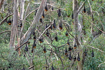 Grey-headed flying-foxes (Pteropus poliocephalus) hanging in trees at a colony next to the Yarra River, Yarra Bend Park, Kew, Victoria, Australia.